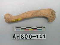 藏品(獸骨殘骸)的圖片